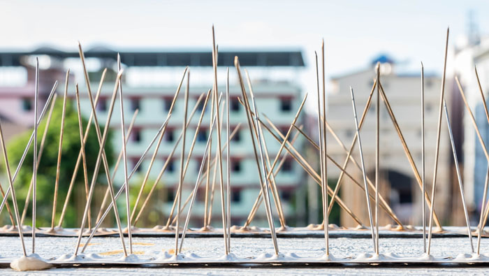 Bird Spikes